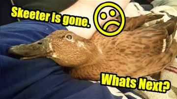 ☹Skeeter is Gone☹ - What is Next? - How's Boomer? - Midday Q&A - 97