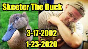 ☹ We Lost Skeeter The Duck Today ☹