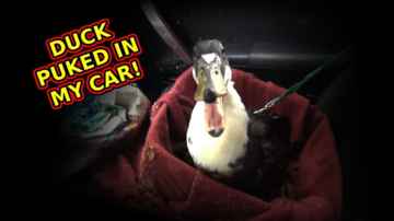 Boomer The Duck Car Ride - Getting Duck Food