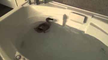 Duck in a Jacuzzi Hottub