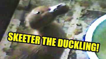 FIRST VIDEO - SkeeterTheDuck as a Duckling!