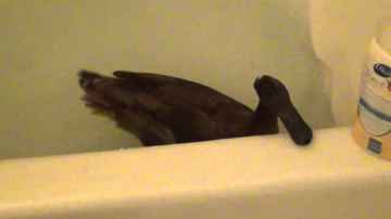Skeeter The Duck's Hurt Ankle & Bath Part 3