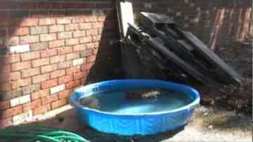 Duck bathing in pool
