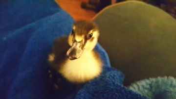 Introducing Boomer The Duck!