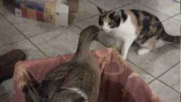 Duck Shuts Down 2 Cats