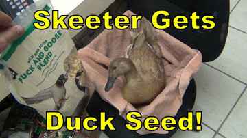 SkeeterTheDuck Gets  Duck Seeds!