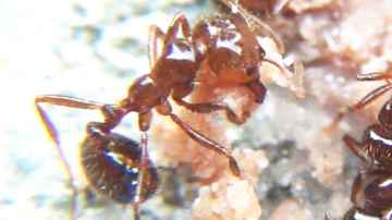 Ants Up Close - Sony HDR-CX130 Camcorder Zoom Macro Lens Test