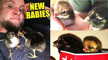 Awww!  New Chickens! - Midday Q&A 164