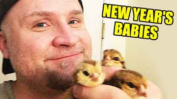 New Year Chicken Babies! - Midday Q&A 175