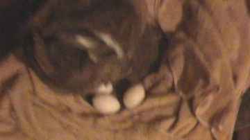Skeeter the Duck Lays a 3rd Egg