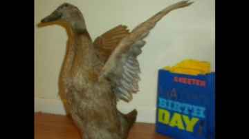Skeeter The Duck's 13th Birthday Gifts