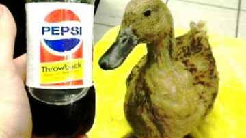 Duck Drinking Pepsi Throwback