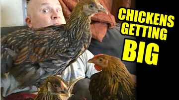 Chickens  are Getting Huge! - Midday Q&A 172