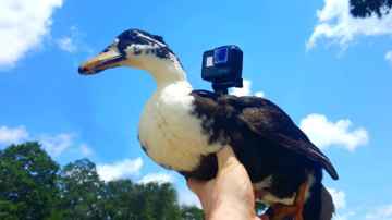 GOPRO on a Duck!