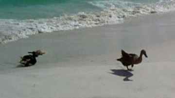 Jumper and Skeeter - The Ducks - First Beach Experience