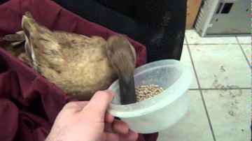 Skeeter The Duck's Hurt Ankle Hammock