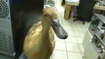 Skeeter The Duck Webcam Test