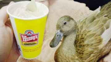 Duck Eats Wendy's Frosty
