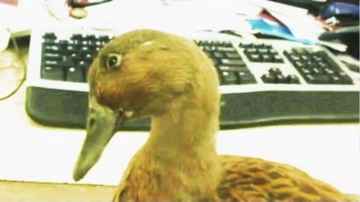 Skeeter the Duck's  Facebook Update