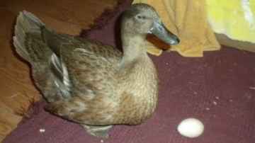 Skeeter the Duck Lays an Egg