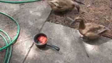 The Ducks with an uncut tomato