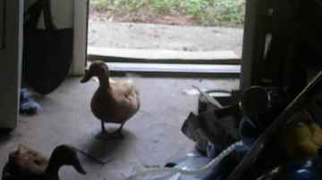 Ducks Come Inside