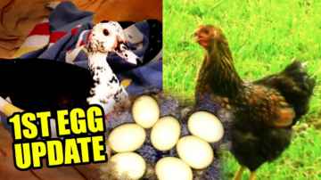 Krash Eggs Update!  Caroline the Chicken, too! - Midday Q&A 142