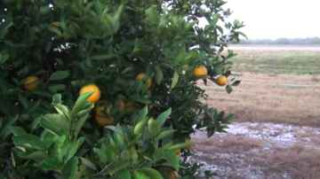 LaLaLauren Poaches Oranges