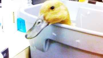 Sick Duck (Skeeter is Sick)