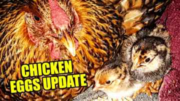 Chicken Eggs Update! - Midday Q&A 143