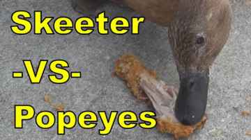 SkeeterTheDuck Eats Popeyes Chicken