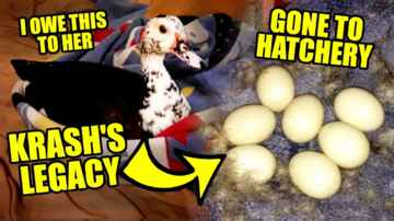 Krash's Legacy - Eggs Rushed to Incubator