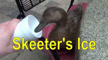 SkeeterTheDuck Drinking Ice Water