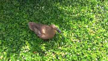 Skeeter The Duck Plays in the Grass