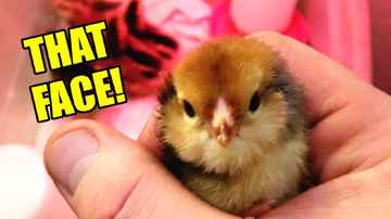 More Hatches! New Year Chicken Babies! - Midday Q&A 176