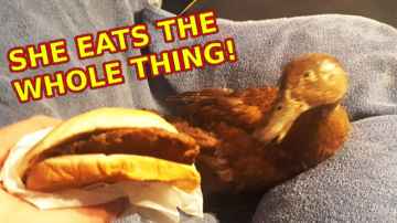Duck Eats a Burger - SkeeterTheDuck