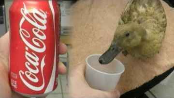 Duck Drinking Coca-Cola